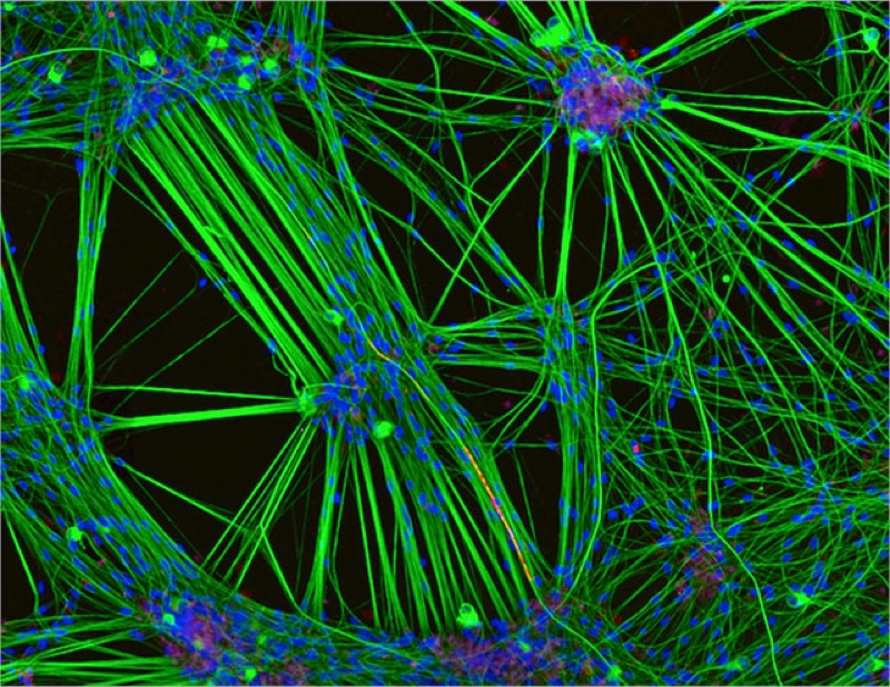 Illustration for article titled Las mejores microfotografĂas del año nos muestran la increĂble belleza de lo que no podemos ver